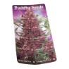 Auto Buddha Purple Kush 1 u. Buddha Seeds