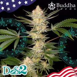 DOSI2 1U. Fem Buddha Seeds