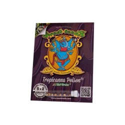 Tropicanna Poison F1 Fast Version 5+2 u. fem. Sweet Seeds