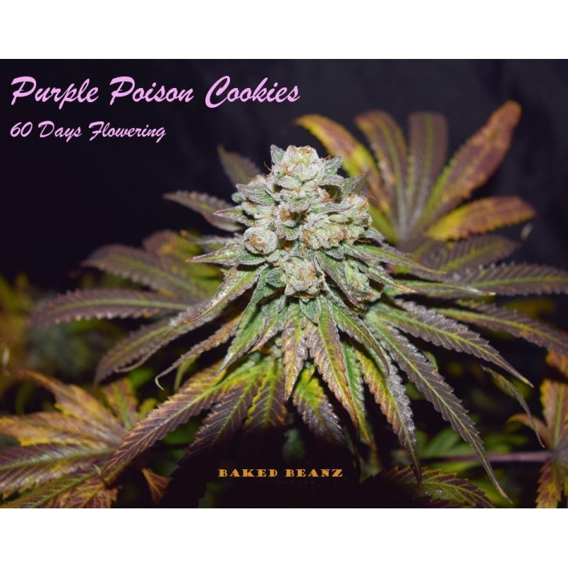 Purple Poison Cookies (Pack de 12 semillas regulares del banco Baked Beanz)